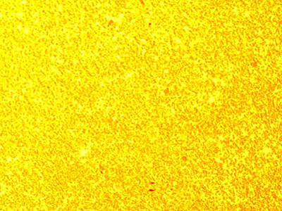 (a) AgW55Ni0,5 (200x)