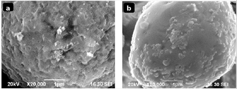 Images SEM des surfaces de poudre AgZnO après oxydation Images SEM des surfaces de poudre AgZnO après oxydation
